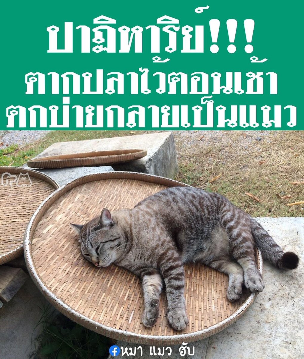 หมูปิ้งมีแมวส้ม tweet media