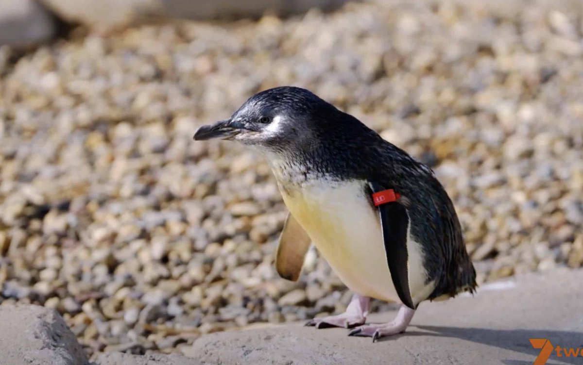 kevinperry's tweet image. Sea World’s elite team battles to save marine life in new series GOLD COAST OCEAN RESCUE 

Read More -&amp;gt; tvblackbox.com.au/page/2023/07/0…

#7TWO #Channel7 #GoldCoastOceanRescue