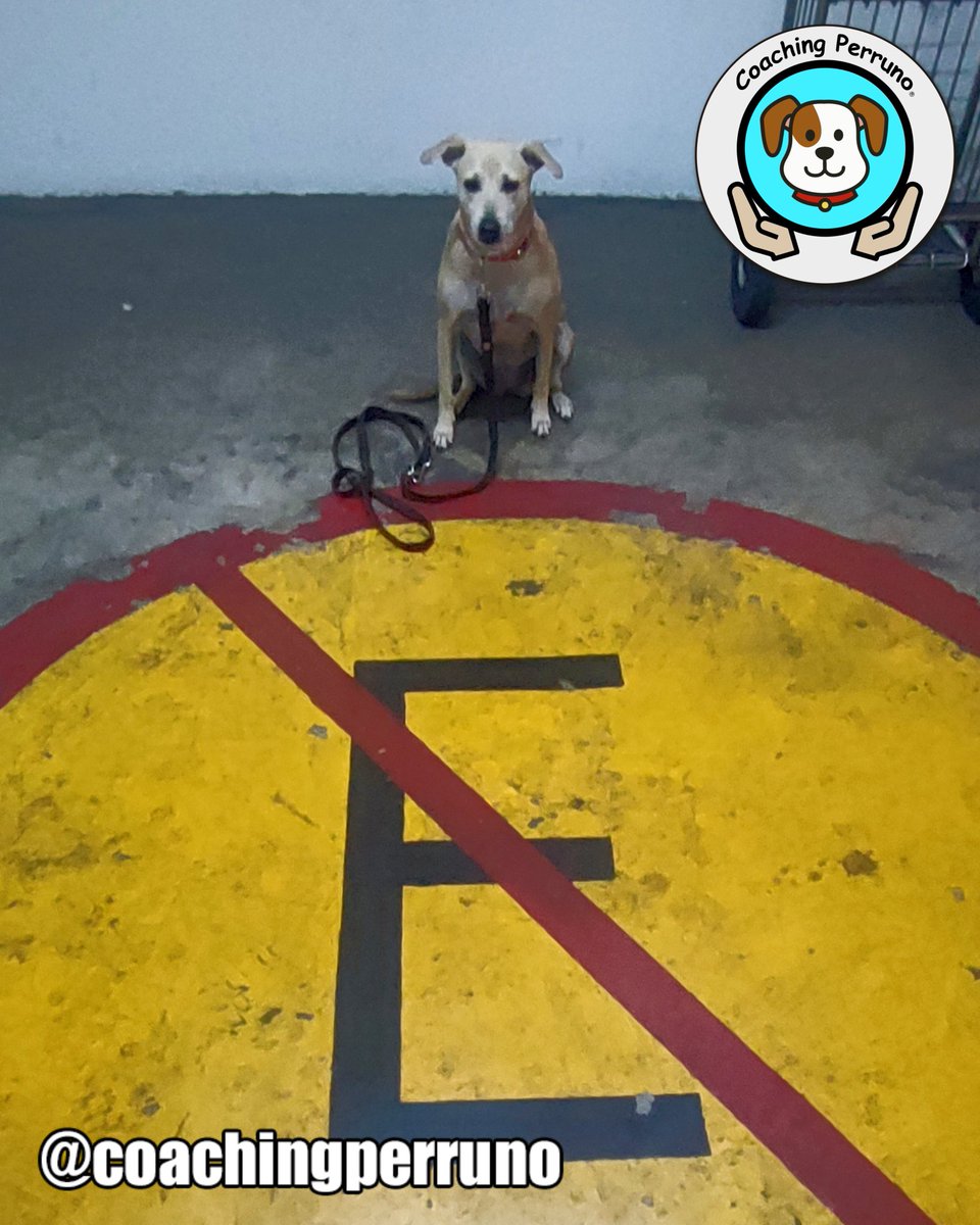 coachingperruno's tweet photo. Nosotros parkiamos dónde sea!!!
#perros #dogs #mascotas #petsoftheday #petstagram #dogstagram #coachingperruno #funnypets #pets #ilovedogs🐶 #petslovers #funnydogs #dogslovers  #dogtrainer https://t.co/dWLxYztH9I