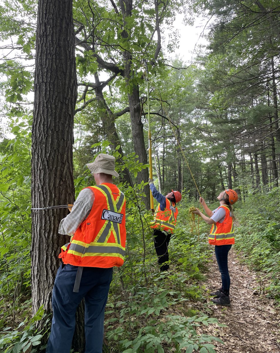 nisabel1's tweet photo. Red Oak sampling in Gatineau-Ottawa region. Urban vs natural forest #genetic  diversity @Lisa_TischNko PhD project #2BT project @NRCan @cwfc_ccfb @cflscf @CEF_CFR @IPorth @raju_aafc @PetitRmy1 @andrewlhipp https://t.co/105Br43Dnj