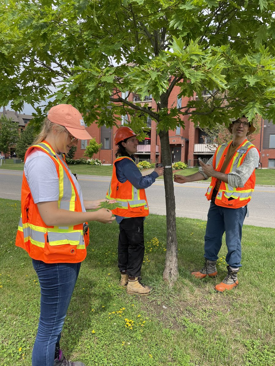 nisabel1's tweet photo. Red Oak sampling in Gatineau-Ottawa region. Urban vs natural forest #genetic  diversity @Lisa_TischNko PhD project #2BT project @NRCan @cwfc_ccfb @cflscf @CEF_CFR @IPorth @raju_aafc @PetitRmy1 @andrewlhipp https://t.co/105Br43Dnj