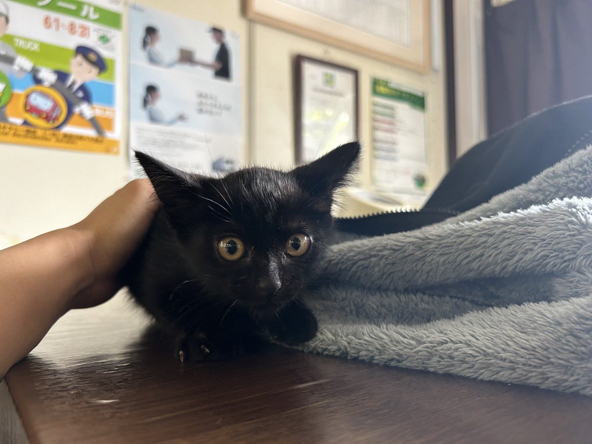 8008_WAVE's tweet photo. 子猫捕まえたんですけど欲しいから居ますか？
#子猫保護 #子猫 #里親募集 https://t.co/mjHCWEQEAx