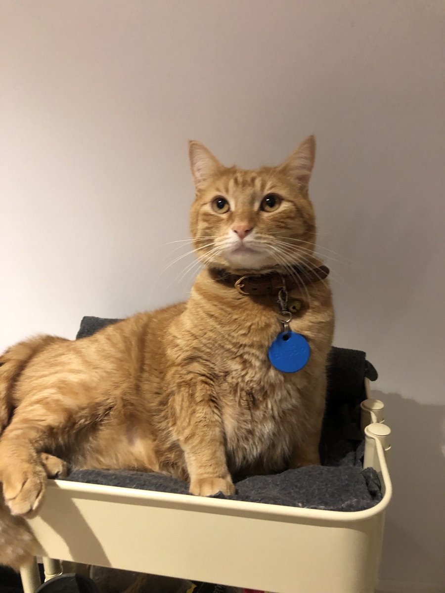 Cat. For all your cuteness needs ™️