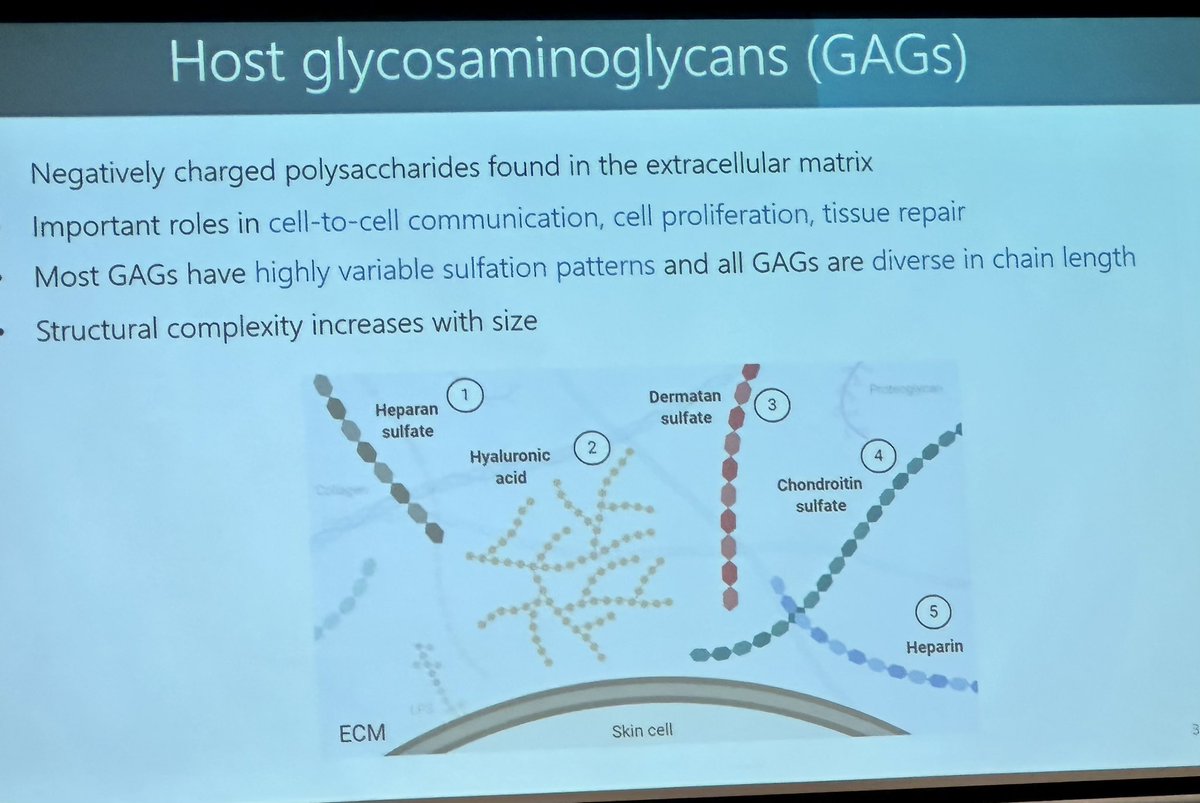 neil_gow's tweet image. Great to see the advances in glycobacteriology presented by Martina Sanderson-Smith @AUSSOCMIC #2023asm @DrmartinaS showing how GAG binding to M protein  is critical for group A Strep skin infections. Elegant work.
