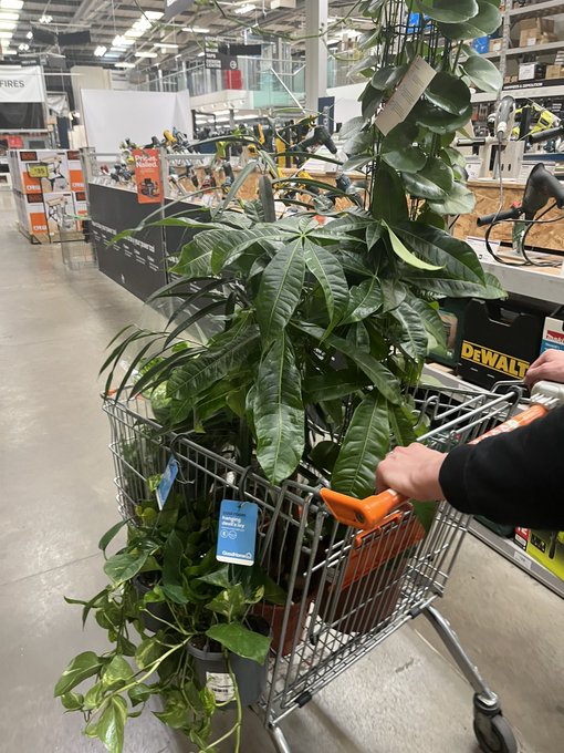 50% off plants means one thing https://t.co/kUKrGrTysh