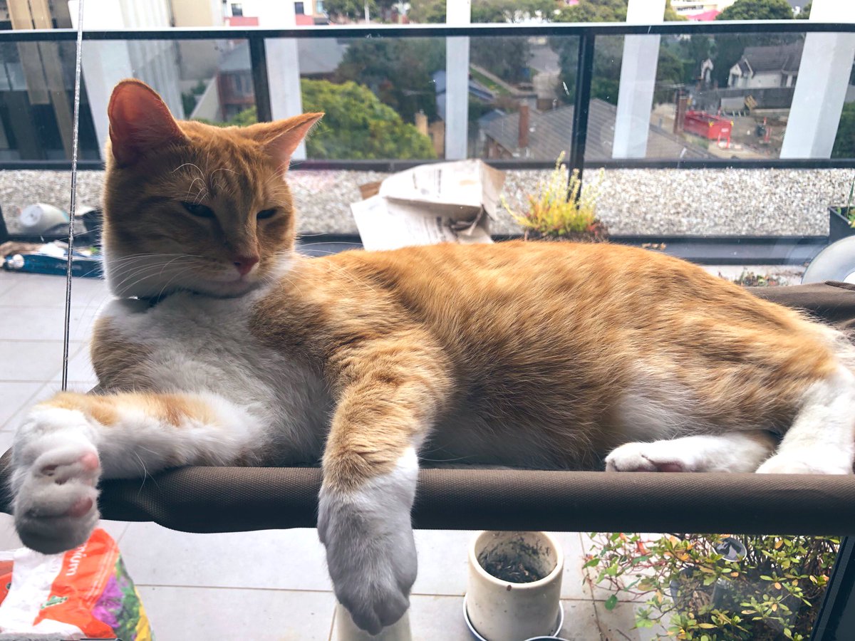 Cat.
For all your relaxation needs ™️