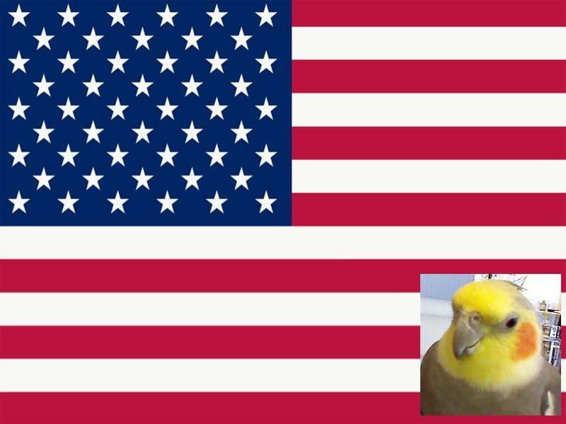 Hi all my anipals ..I want to wish all my American friends and your Mums And Dads a very happy 4th of July …I hope you don’t get too scared of the fireworks…they can’t hurt you that are just loud…❤️