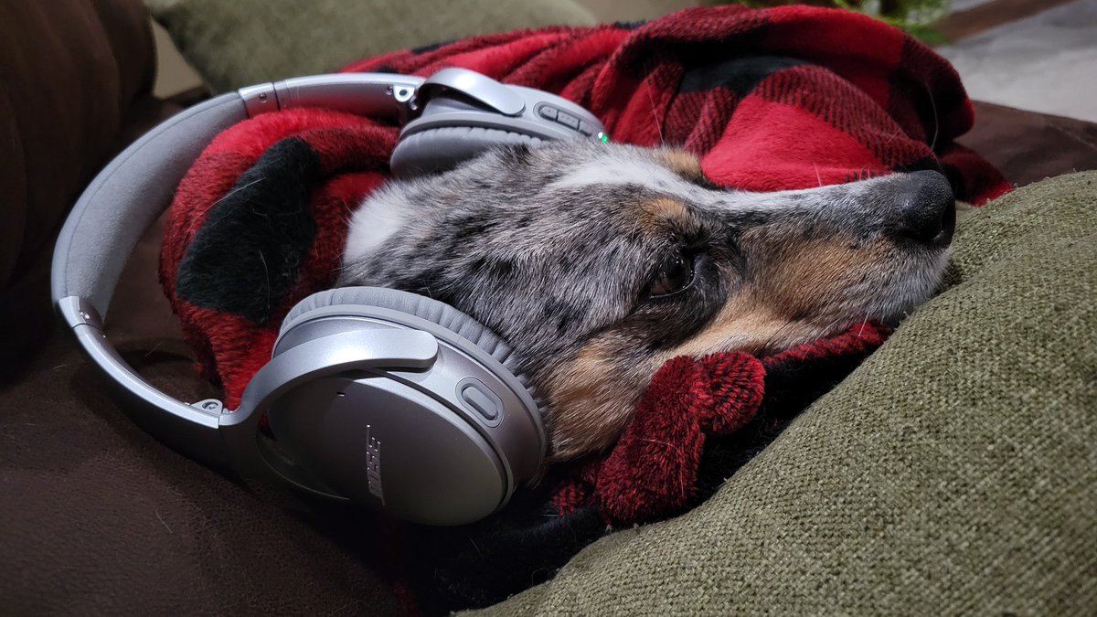 petbluedragon's tweet photo. Thank you @bose for helping my dog get through all the fireworks tonight. #scareddog https://t.co/KKbLfdqdb9