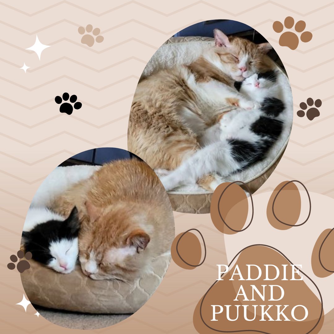 This Gotcha Tues-Yay we would like you to meet two precious boys, Paddie and Puukko!!!
Happily, Paddie and Puukko found their forever home together. They truly have become fast friends in their new home❤️
If you would like your ARC Alumni featured please email us!
