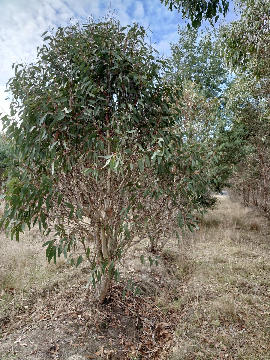 Great news about the signing of the agreement for the Australian Forest and Wood Innovations Institute (AFWI) recently.  We’re excited about what the future will bring in this space! utas.edu.au/about/news-and…