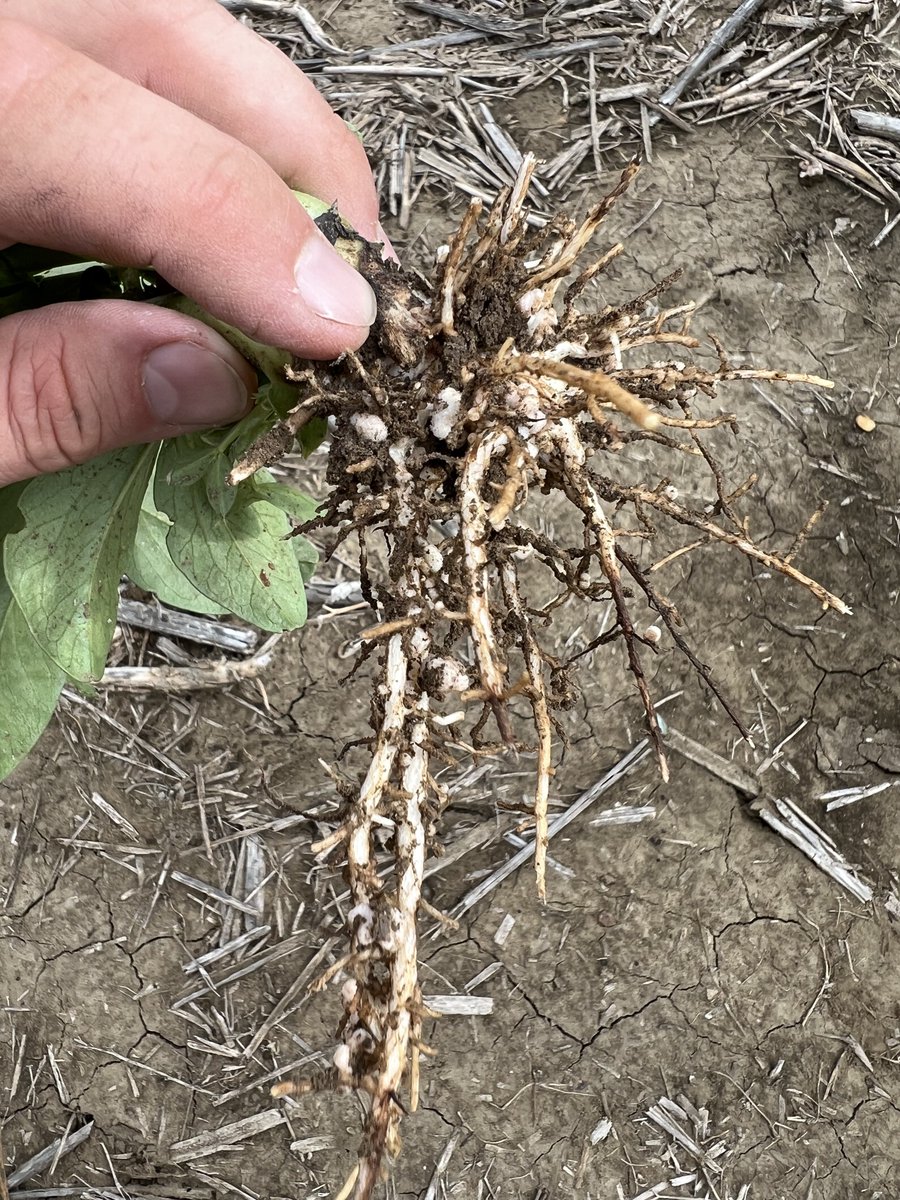 Stamp Seeds 🌱 tweet media