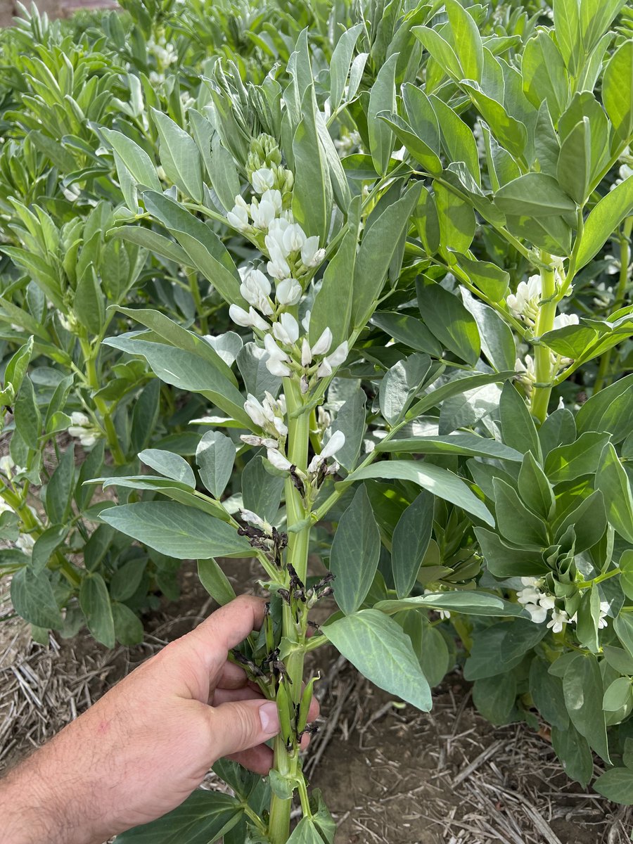 Stamp Seeds 🌱 tweet media