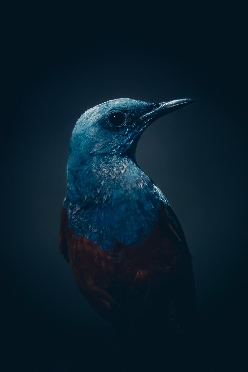 Blue Rock-Thrush Portrait 🐦

#birds #BirdsOfTwitter #Nikon #lightroom #birdsportrait #Japan