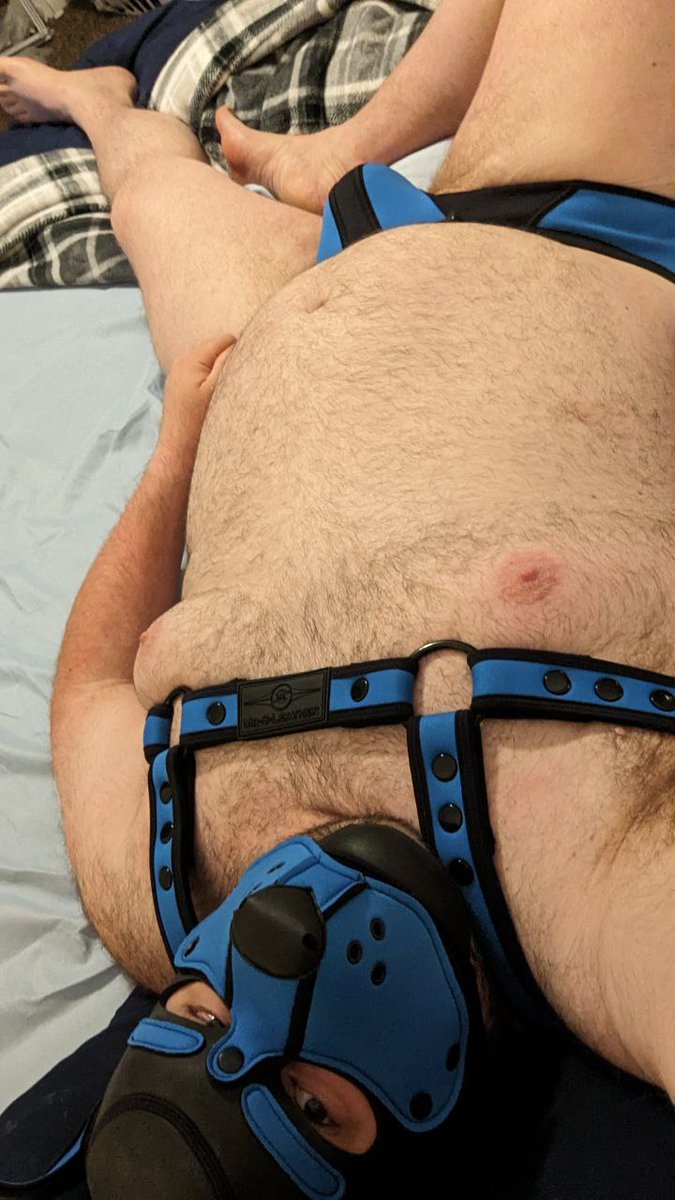 BluepupGeae's tweet photo. Who wants to give this big puppy some belly rubs. Arfff ruff ruff. https://t.co/VZ1AVi9OHT