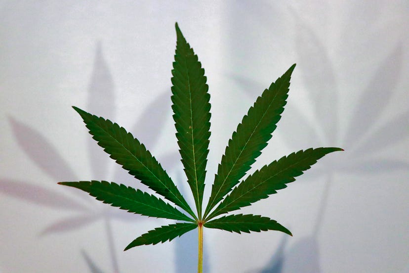 EducannaOnline's tweet photo. Cannabis: la famosa planta desconocida.

🤔 “Algo que me resulta curioso sobre la planta del Cannabis es la cantidad de desconocimiento que hay sobre su historia y usos, a pesar de ser conocida por todos. A menudo se cree que el Cáñamo y la Marihuana son especies diferentes, pero son la misma especie, Cannabis sativa, aunque su uso para el cultivo de fibra, semilla o droga, las ha ido diferenciando hasta el punto de que hoy existe una diferencia también a nivel genético. Existen además otras dos especies menos conocidas dentro de este género, Cannabis indica y Cannabis ruderalis”.

🌱 “Durante mucho tiempo también fue desconocida para mí, y por eso mismo, la primera vez que oí hablar de la industria del Cáñamo y supe que se trataba de Cannabis, la misma planta prohibida, pero en este caso sólo se cultivaban variedades con bajas concentraciones de THC (Sustancia psicoactiva), quedé impresionada. Cuando vivía en Alemania mi compañero de piso trabajaba para una empresa que buscaba formas más sostenibles de producción de plásticos y otros materiales. Lo más interesante de la fibra del Cáñamo es el alto porcentaje de celulosa que le confiere una resistencia especial. Sin embargo, la legislación y su parecido con las variedades de marihuana dificulta su cultivo y su aplicación a nivel industrial”.
.
💻 Para leer el artículo completo de Ana Álvarez Arraibi puedes encontrarlo en https://t.co/1nC3NlnGu0
.
.
#hemp #cañamo #estudio #biologia #textiles #textil