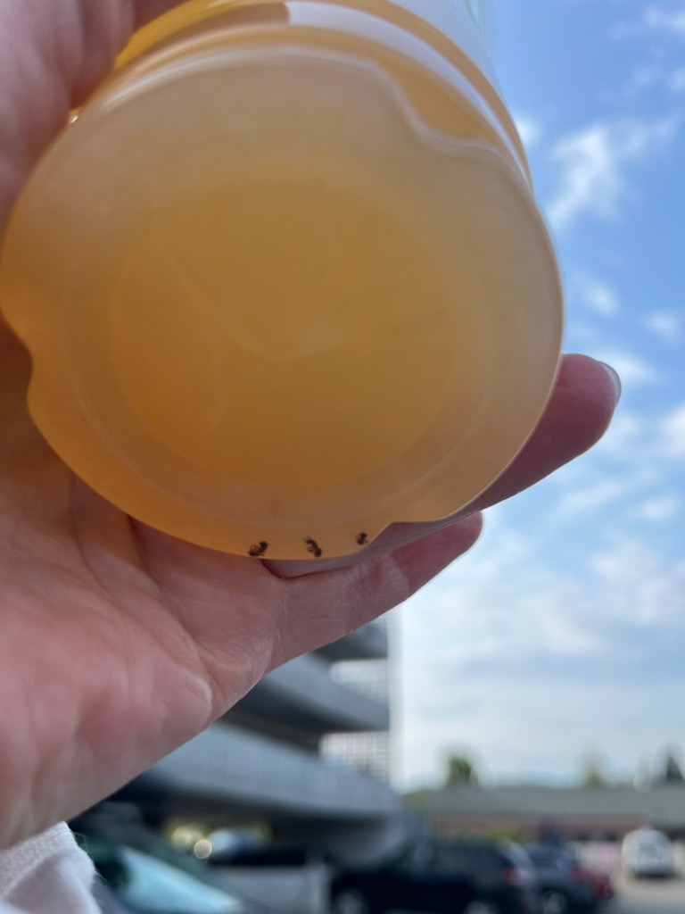lace_87's tweet photo. @StarbucksCanada, you might want to look into your Prince George store on West Central. Over a span of 2 weeks, my friend has had ants in her lemonade more than once. When she brings it to their attention, they blame her for putting them there because a nurse has time for that🙄 https://t.co/e8rMZt7MHR