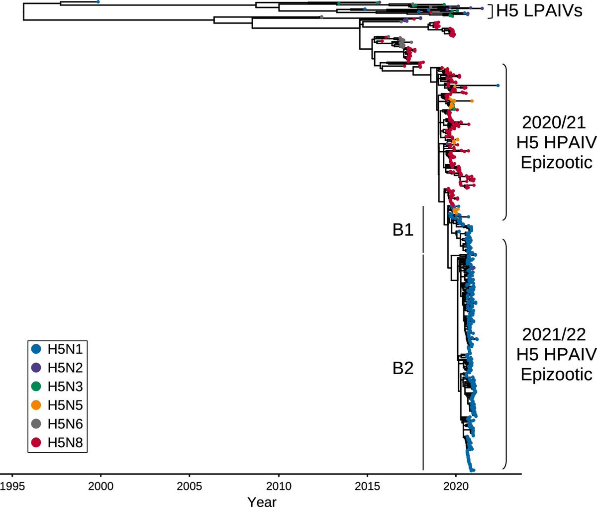 Virus genomic data from the UK eloquently demonstrate the shift to 2.3.4.4b H5N1 at the end of 2021 from H5Nx the previous year. Large diveresity of reassortants. 👉journals.asm.org/doi/epub/10.11…