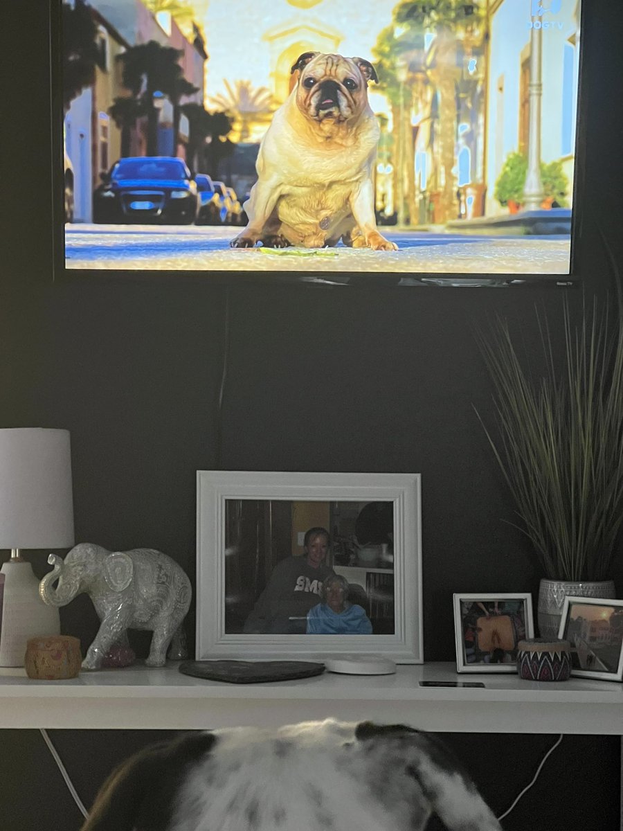 Thats <a href="/dogtv/">DOGTV</a> for the win (vs the scary fireworks).