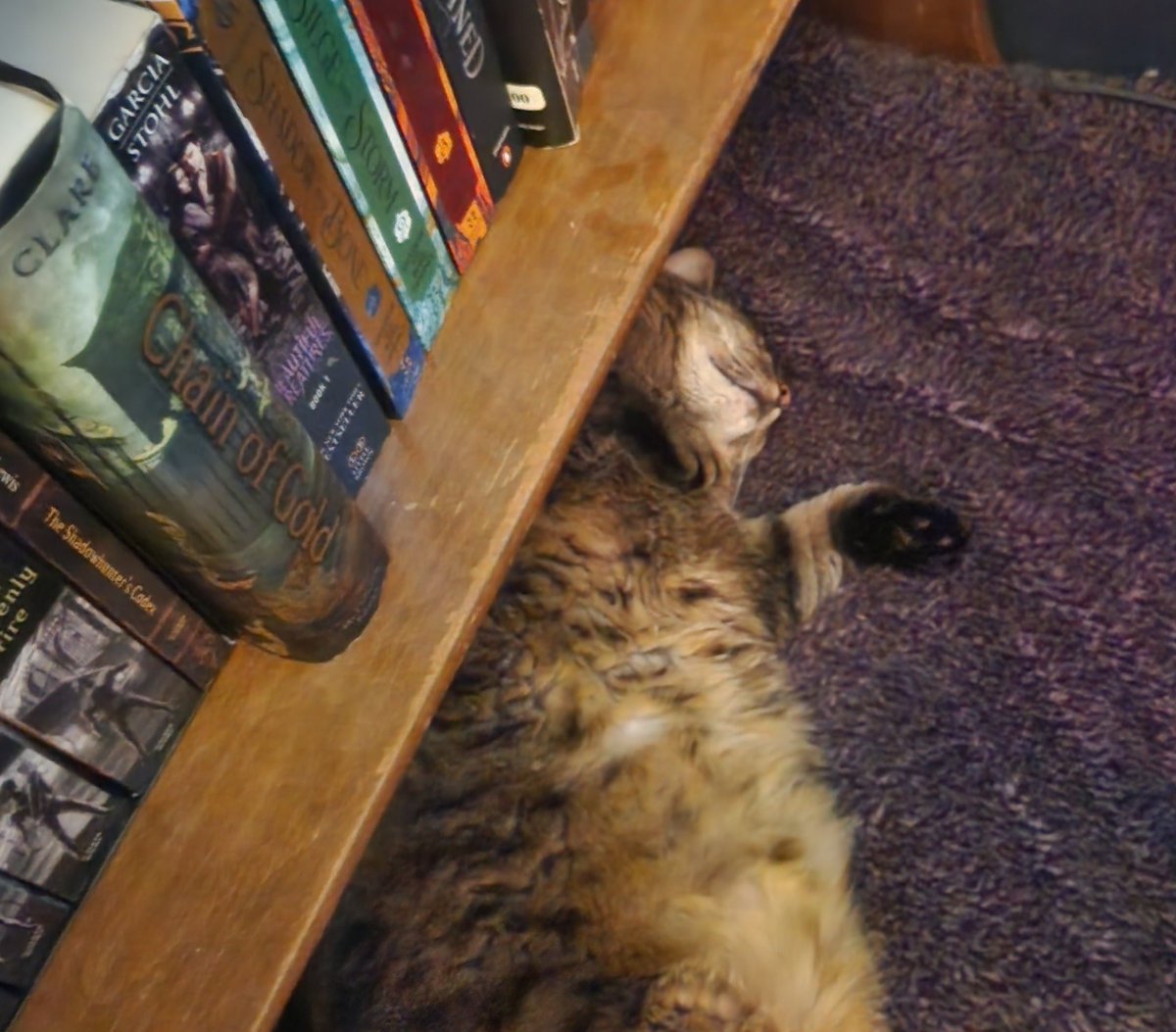 syraena7's tweet photo. Oh to be a cat napping on a fluffy blanket beneath a bookshelf https://t.co/jMTm3kHMVL
