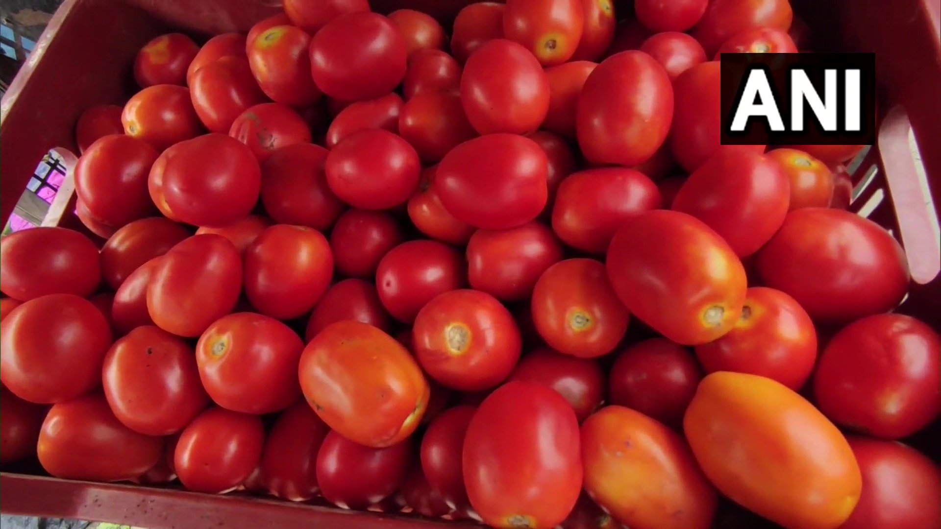 ANI On Twitter Uttar Pradesh Tomato Prices Soar To Rs 150 Per Kg In ani-on-twitter-uttar-pradesh-tomato-prices-soar-to-rs-150-per-kg-in