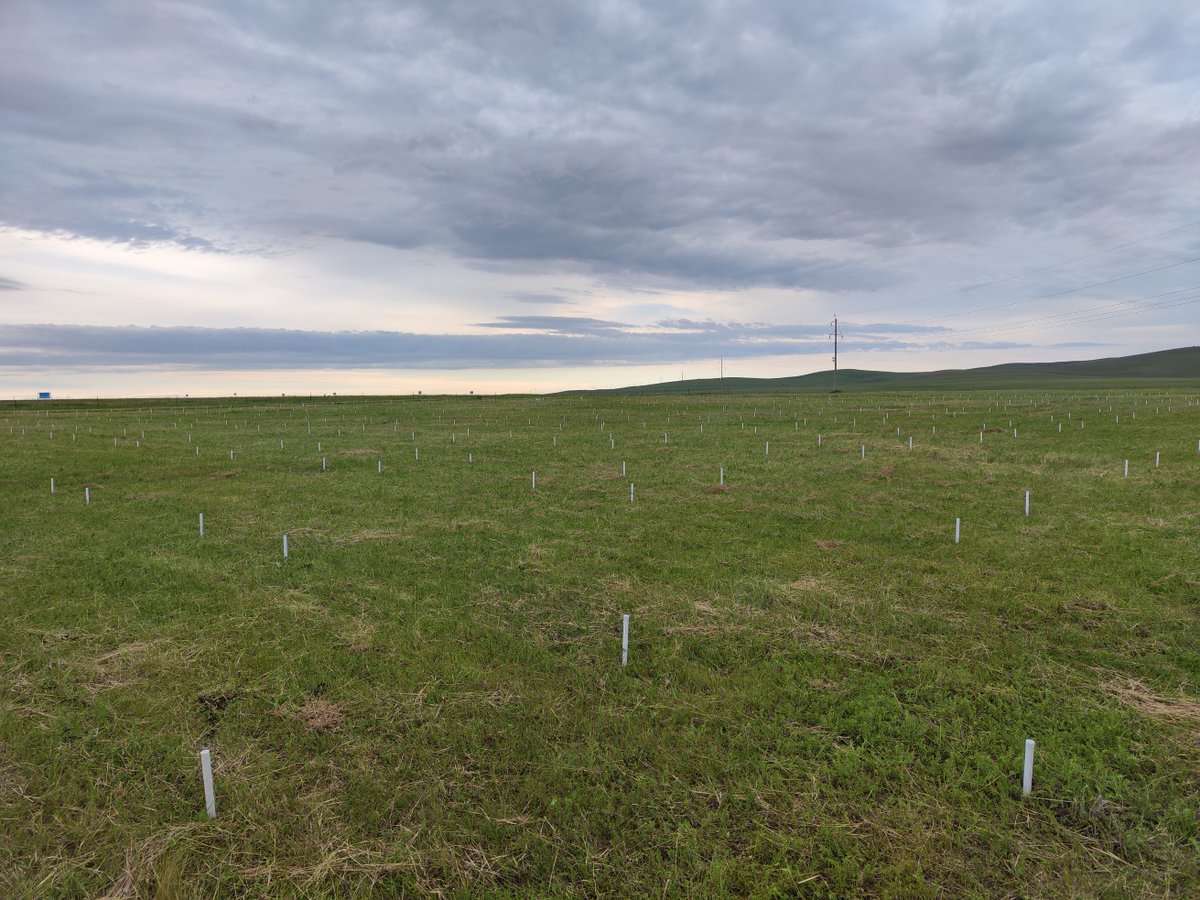 A replicate of Berlin Global Change Experiment <a href="/mrillig/">Matthias C. Rillig</a> <a href="/RyoMasahiro/">Masahiro Ryo</a>  is being setting up in a temperate grassland in China. We will test: (1) what are the consequences of multiple global change factors? (2) whether grassland restoration could mitigate this influence?