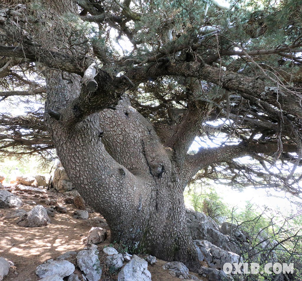 onefineart's tweet photo. Adorable living sculptures from cedar wood... we are still hiking in Maaser el Chouf cedar reserve... Visit https://t.co/xfyQclOJMn #living #livingsculpture #cedarwood #cedars #cedar #cedarforest #lebanonforest #maaser #chouf #lebanon https://t.co/BQ9o0CLlyE