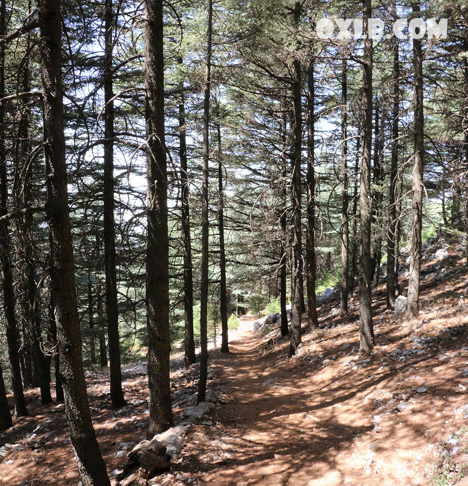 onefineart's tweet photo. Adorable living sculptures from cedar wood... we are still hiking in Maaser el Chouf cedar reserve... Visit https://t.co/xfyQclOJMn #living #livingsculpture #cedarwood #cedars #cedar #cedarforest #lebanonforest #maaser #chouf #lebanon https://t.co/BQ9o0CLlyE