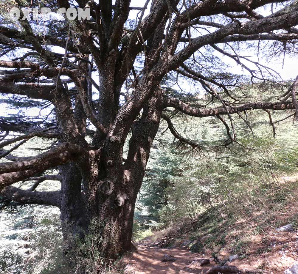 onefineart's tweet photo. Adorable living sculptures from cedar wood... we are still hiking in Maaser el Chouf cedar reserve... Visit https://t.co/xfyQclOJMn #living #livingsculpture #cedarwood #cedars #cedar #cedarforest #lebanonforest #maaser #chouf #lebanon https://t.co/BQ9o0CLlyE