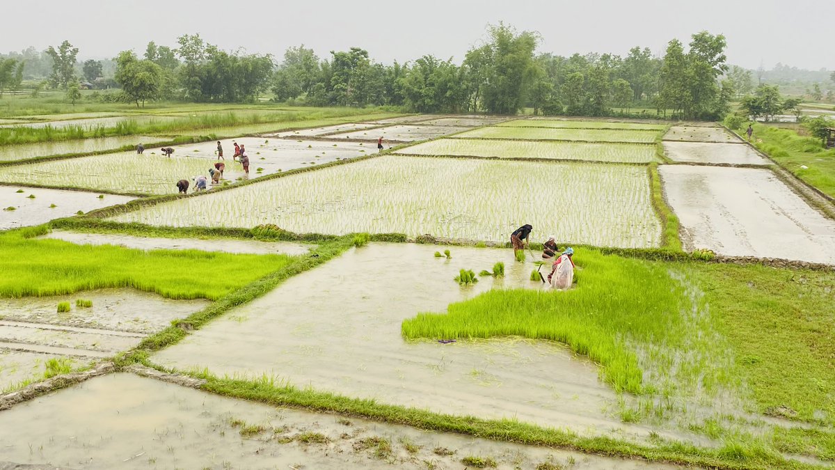 #असार 🌾💚