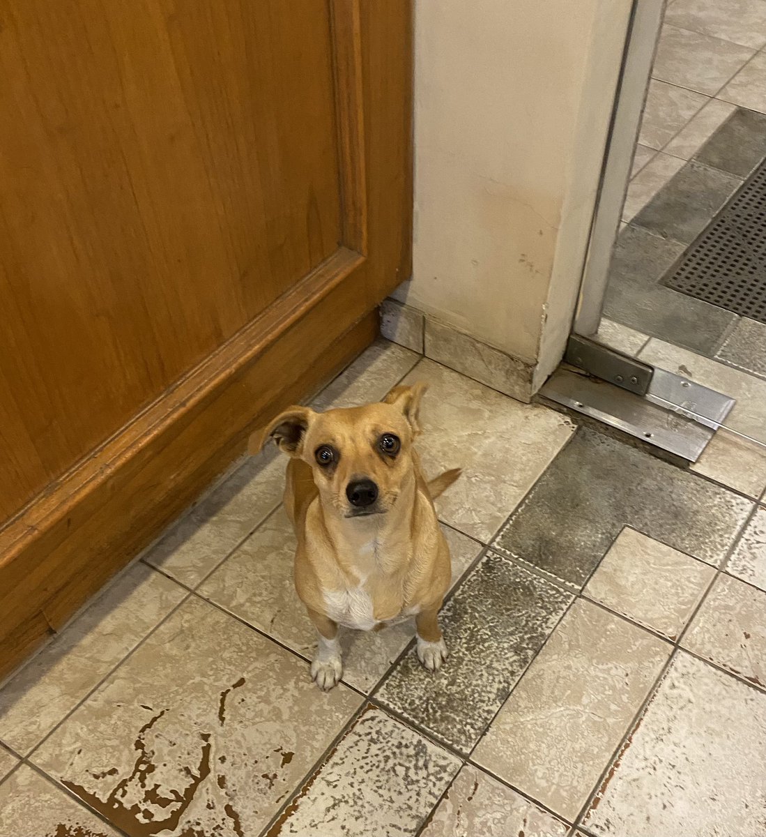 karenesquiv's tweet photo. Este perrito parece perdido y asustado. Me siguió en La Vienesa de Julio Correa, rt por fa, por si le estén buscando 🥺💔 se quedó en la puerta, es súper mansito https://t.co/t8DDKkZEYW