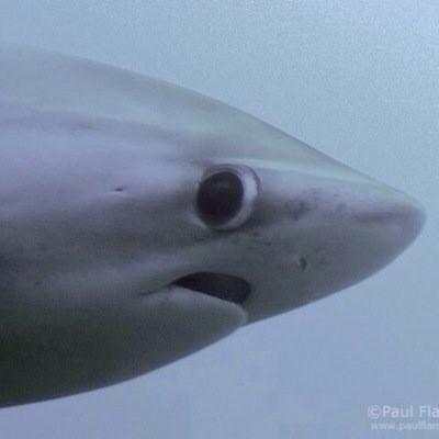 PeterWy32900373's tweet image. ❤️❤️❤️❤️❤️ 辐射4女角色 #FalloutShelter 辐射4去内衣mod FO4News 辐射4紧身衣mod #FeaturedModFriday #Redfall #NationalCampDay  
Original: HoytKeyler