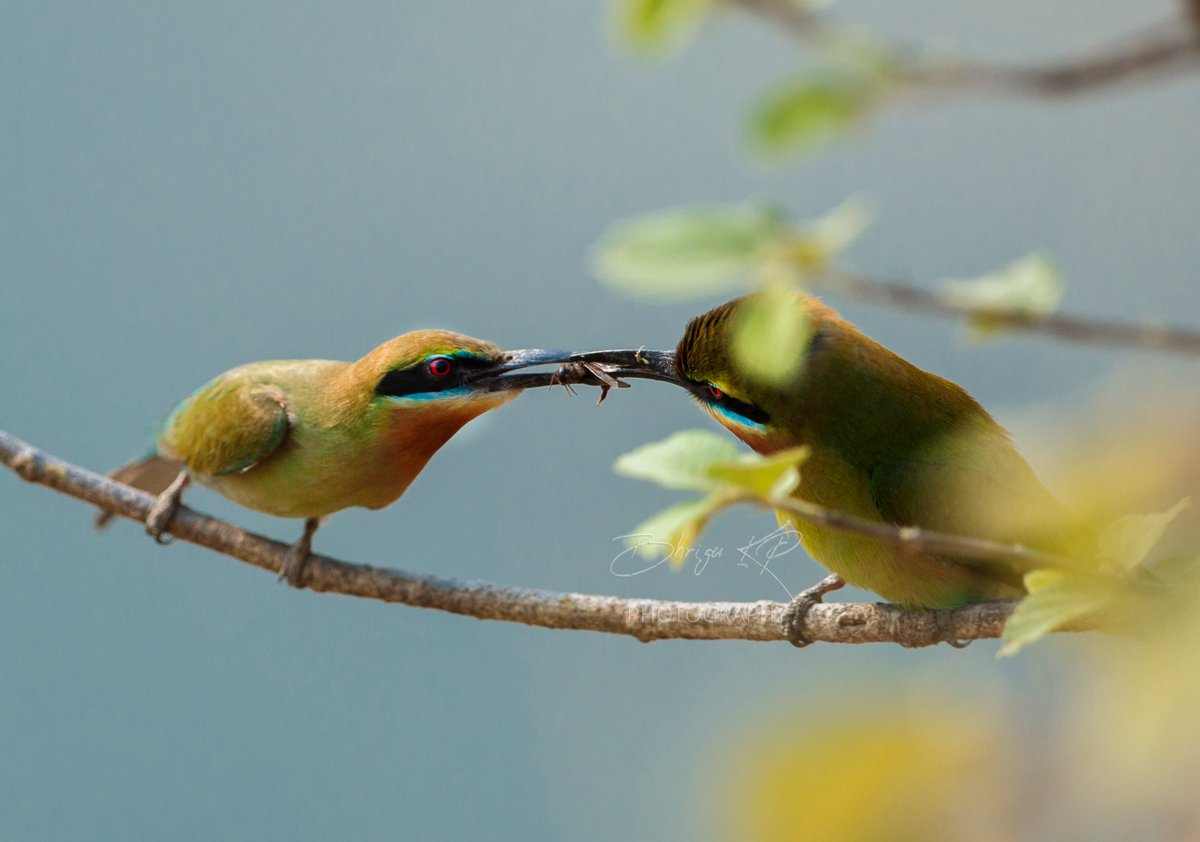 A female bee-eater is getting pampered with an insect by a male. This is one of the most common behaviors among birds during their courtship period. 

#Bird #birdwatching #birding #birdphotography #indiAves #nature #photography