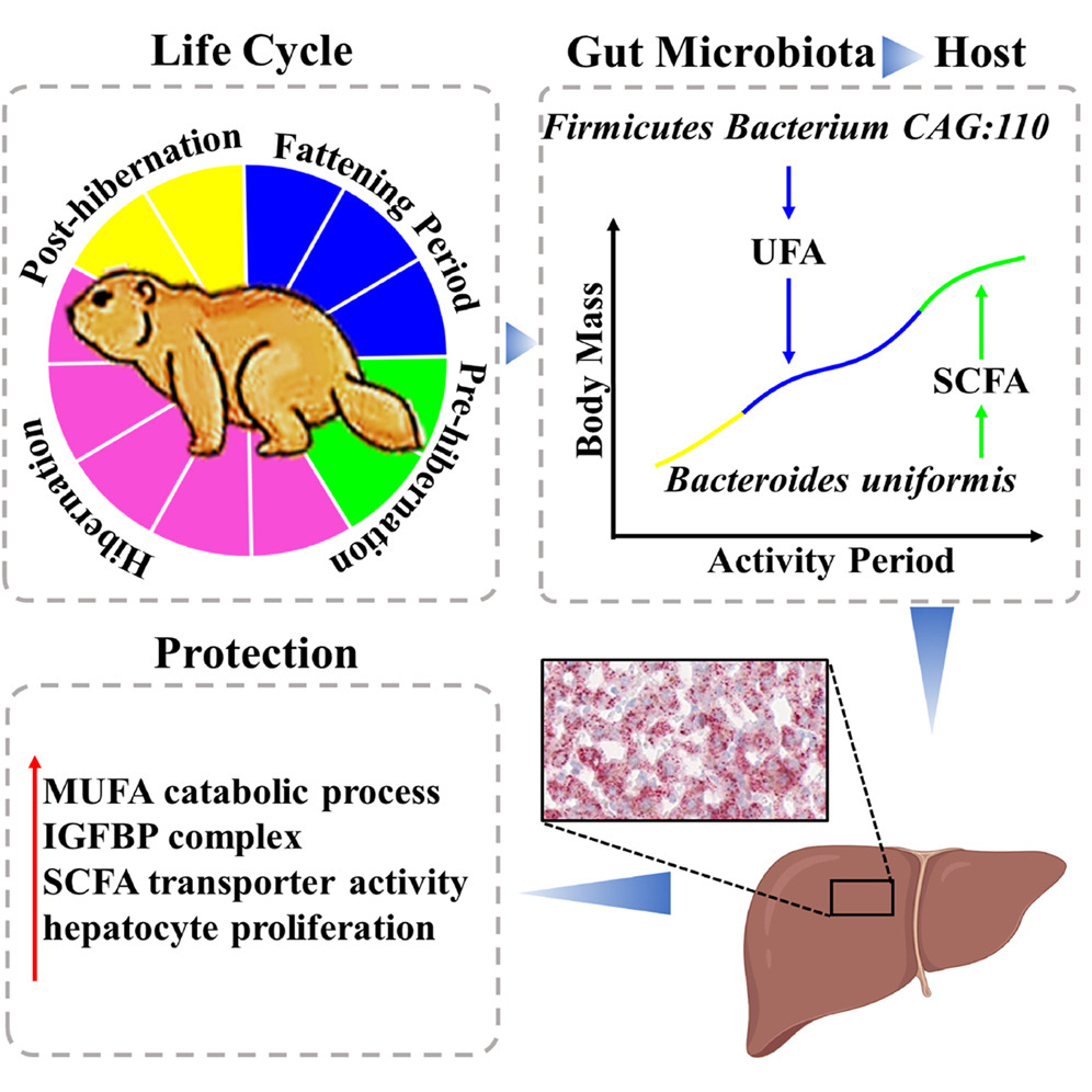 Explore the lipid accumulation and metabolic processes of the Himalayan marmot! 

Scientists show that upregulations of UFA catabolism and insulin-like growth factor binding protein genes 🧬 provide an entry point for avoiding #LiverInjury.

📖 bit.ly/3O1wd9A