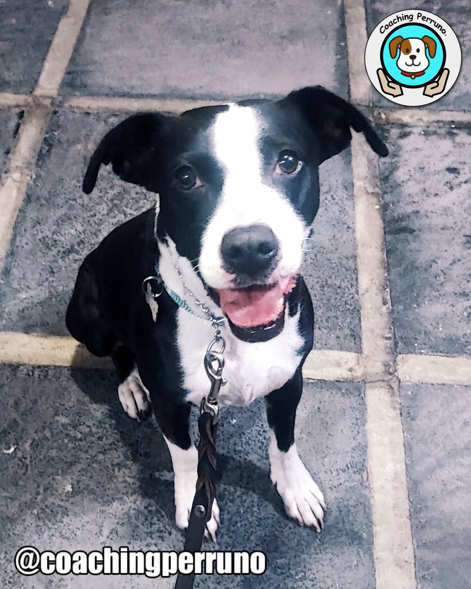 coachingperruno's tweet photo. Iniciamos curso de Obediencia básica para la hermosa Nala
 #perros #dogs #mascotas #petsoftheday #petstagram #dogstagram #coachingperruno #funnypets #pets #ilovedogs🐶 #petslovers #funnydogs #dogslovers  #dogtrainer https://t.co/EJT9aNGbVI