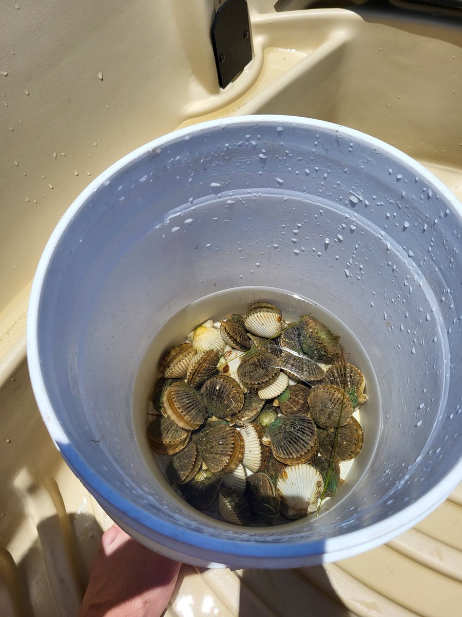 FishBullyFishin's tweet photo. Well we got some! #baysacallops #gulfofmexico https://t.co/MIdls0EJno