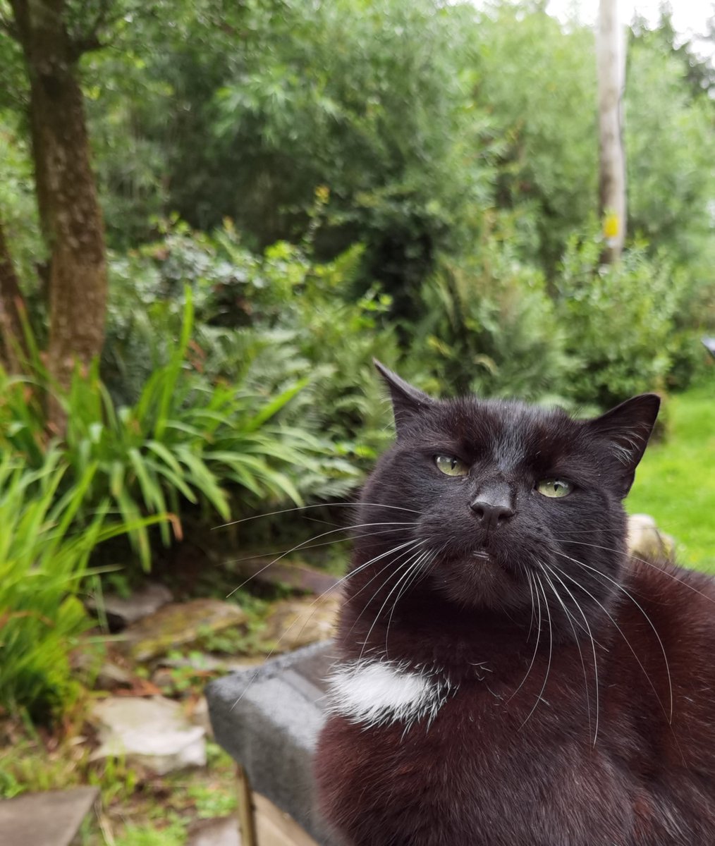 #whiskerswednesday Good Morning from Mr Clubber 🐻🐾✌️ 🌄 Have a good day, #cats and significant others 🤞 #blackcats #AdoptDontShop