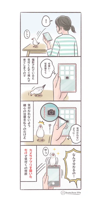 先日はスマホを向けると撮影に気付かれるという内容書きましたが、カメラアプリを開いただけで気付くという高等技術を披露する1号、本当にもう何で分かるのか謎
#文鳥 
#4コマ漫画 

*過去作ダウンロードできます!(固定ツイート参照) 