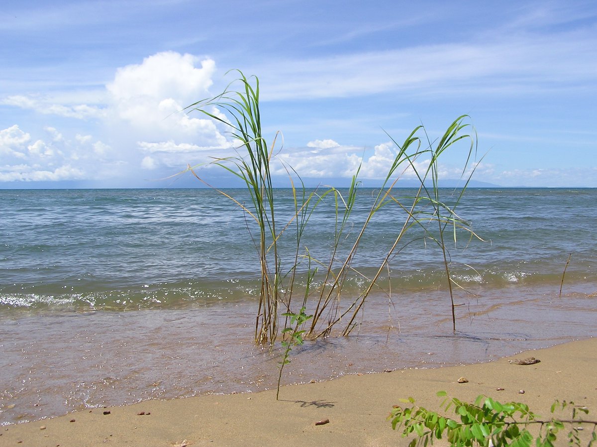 JoostRaeymkrs's tweet photo. 📢Very pleased to announce that our project "Climate change and harvesting impacts on the pelagic fish community of Lake Tanganyika (#chipolata)" was awarded by @forskningsradet! (1/4) https://t.co/ytRbFDgS0r