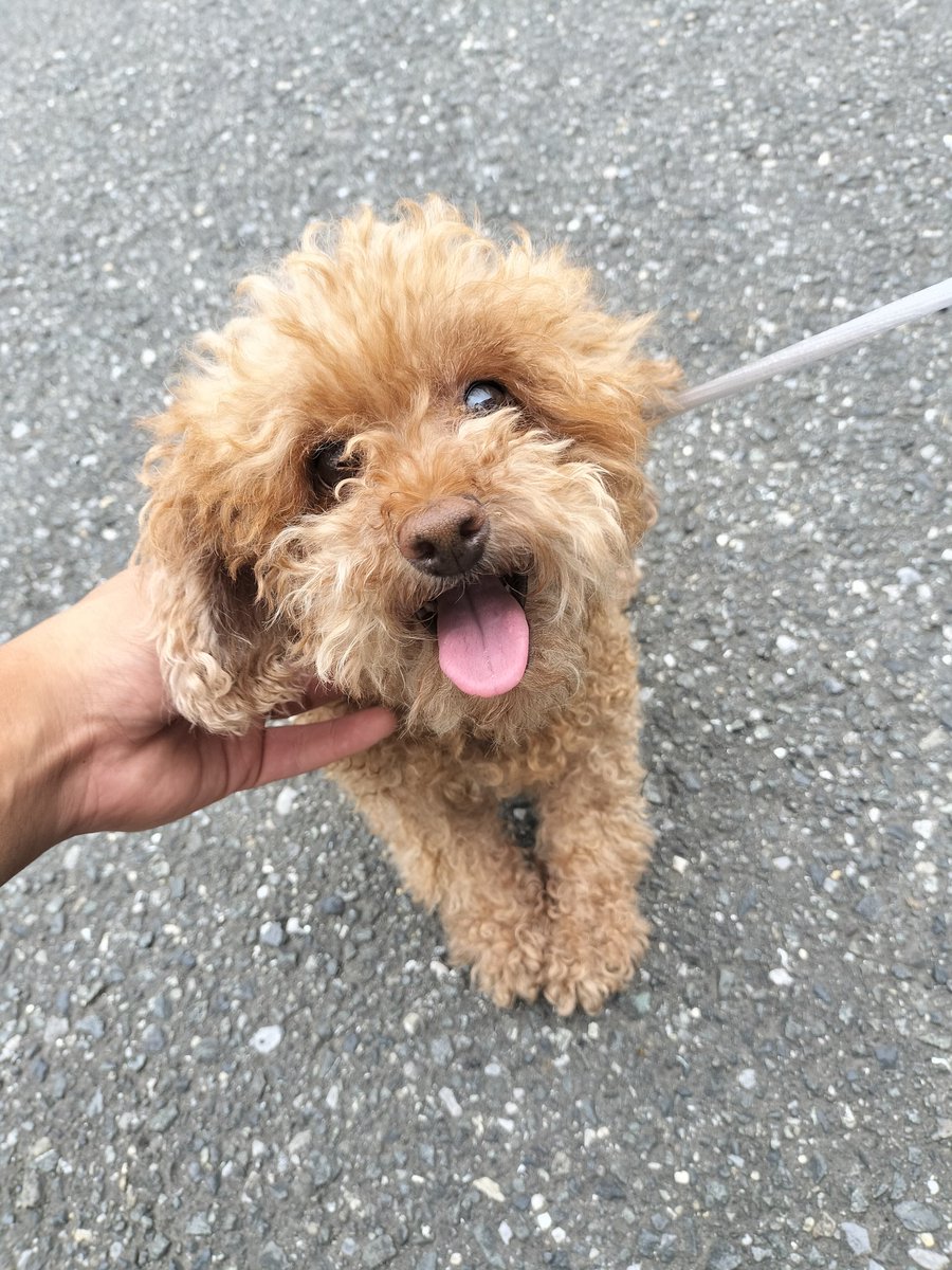 g5o9KGz7Ixj8Xfi's tweet photo. 埼玉県本庄市　
スーパーアバンセ付近
迷い犬保護いたしました。
首輪ついてます。
DMください https://t.co/XebHfzDgOA
