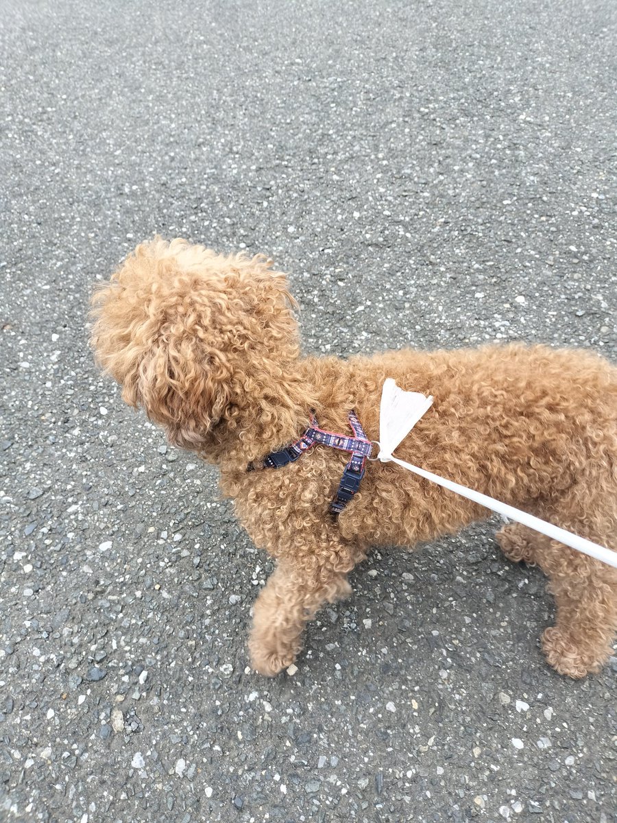 g5o9KGz7Ixj8Xfi's tweet photo. 埼玉県本庄市　
スーパーアバンセ付近
迷い犬保護いたしました。
首輪ついてます。
DMください https://t.co/XebHfzDgOA