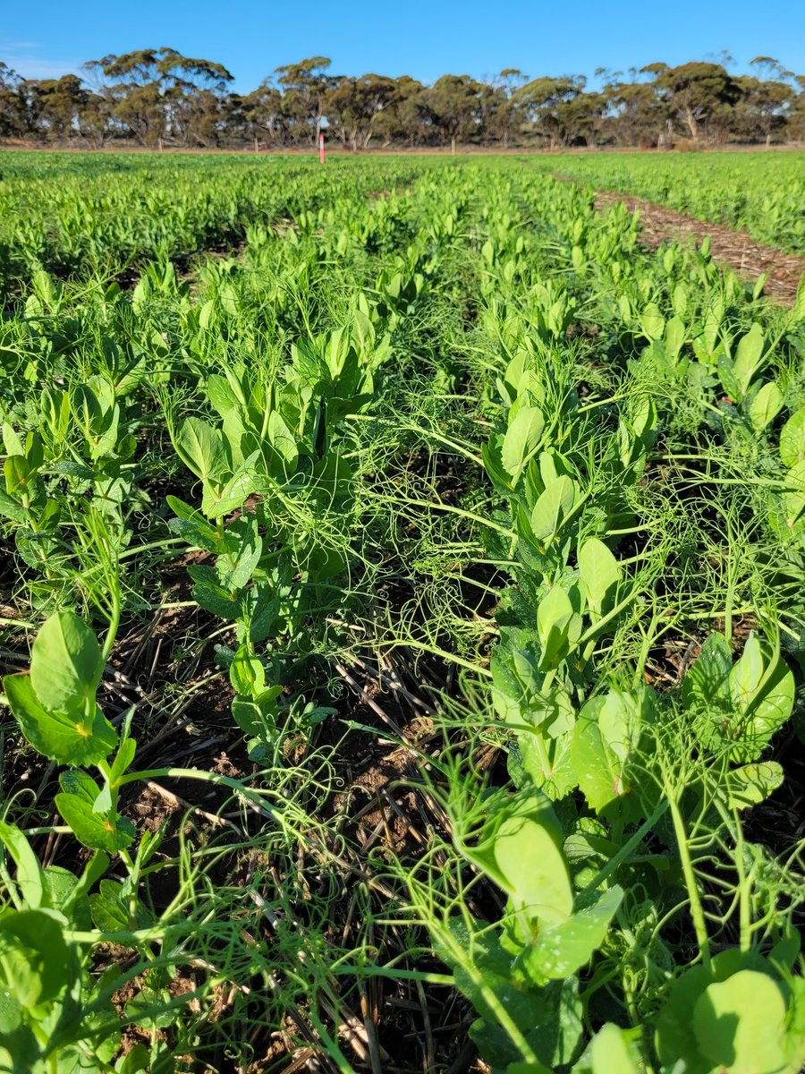 Sarah_Day_'s tweet photo. Lameroo NVT #pulses looking happy 🌞
@GRDCSouth @GRDC_NVT #lentil #fababean #fieldpea @MsfMallee https://t.co/TgXxIGcAEq