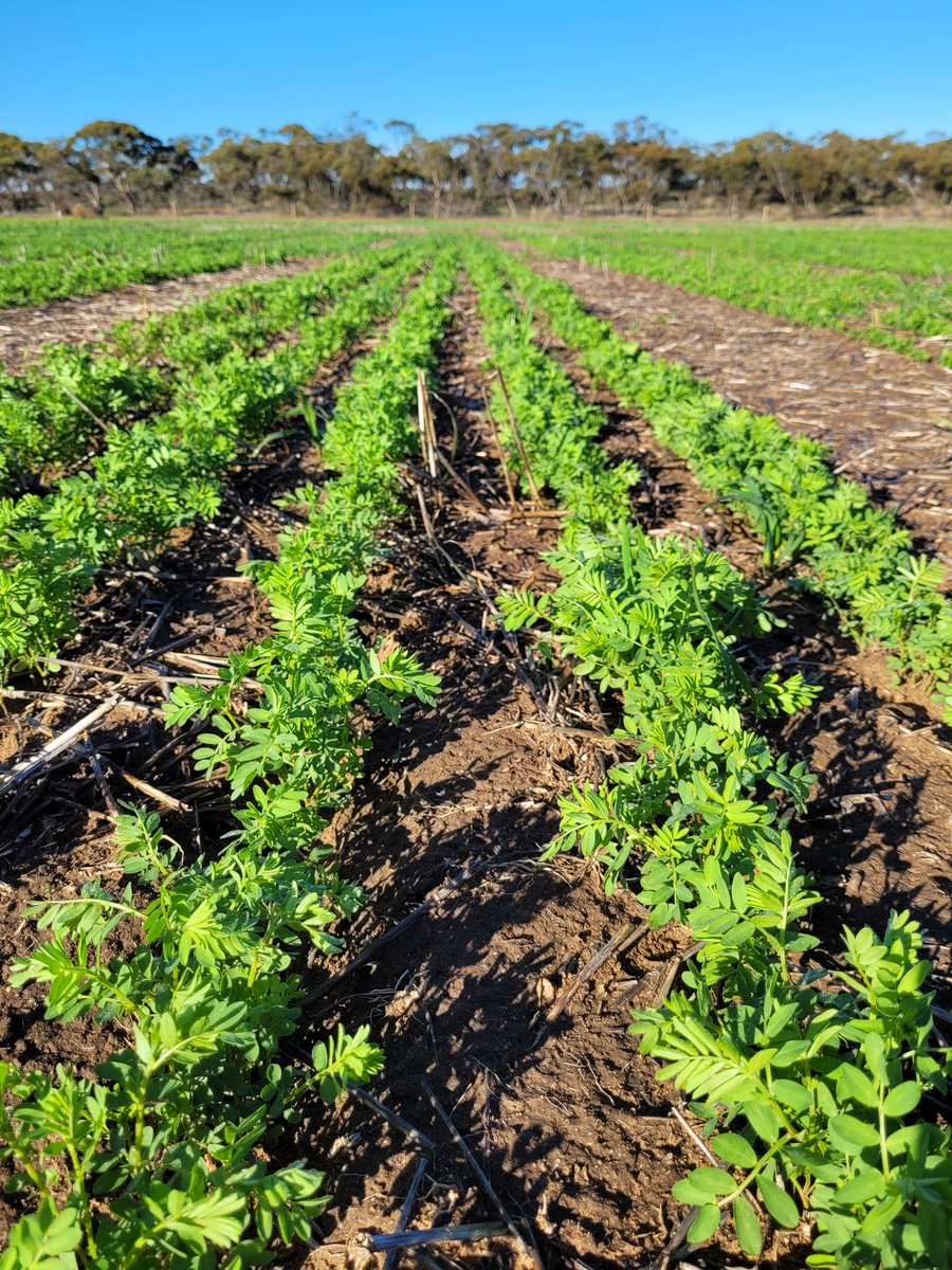 Sarah_Day_'s tweet photo. Lameroo NVT #pulses looking happy 🌞
@GRDCSouth @GRDC_NVT #lentil #fababean #fieldpea @MsfMallee https://t.co/TgXxIGcAEq