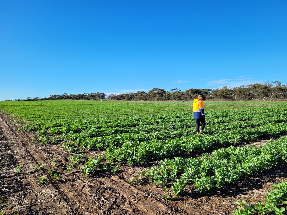 Sarah_Day_'s tweet photo. Lameroo NVT #pulses looking happy 🌞
@GRDCSouth @GRDC_NVT #lentil #fababean #fieldpea @MsfMallee https://t.co/TgXxIGcAEq