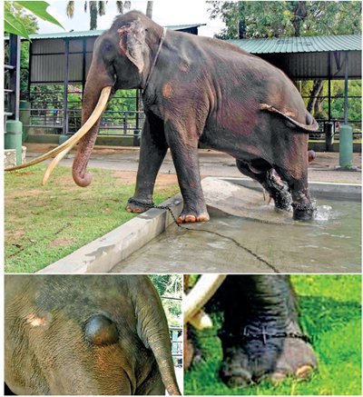 The audacity this country has to ask for Muthu Raja to be sent back like, have we no shame? 

Asking the victim to be sent back to the abuser is downright ridiculous.

Disappointed, but not surprised.

#muthuraja #SriLanka