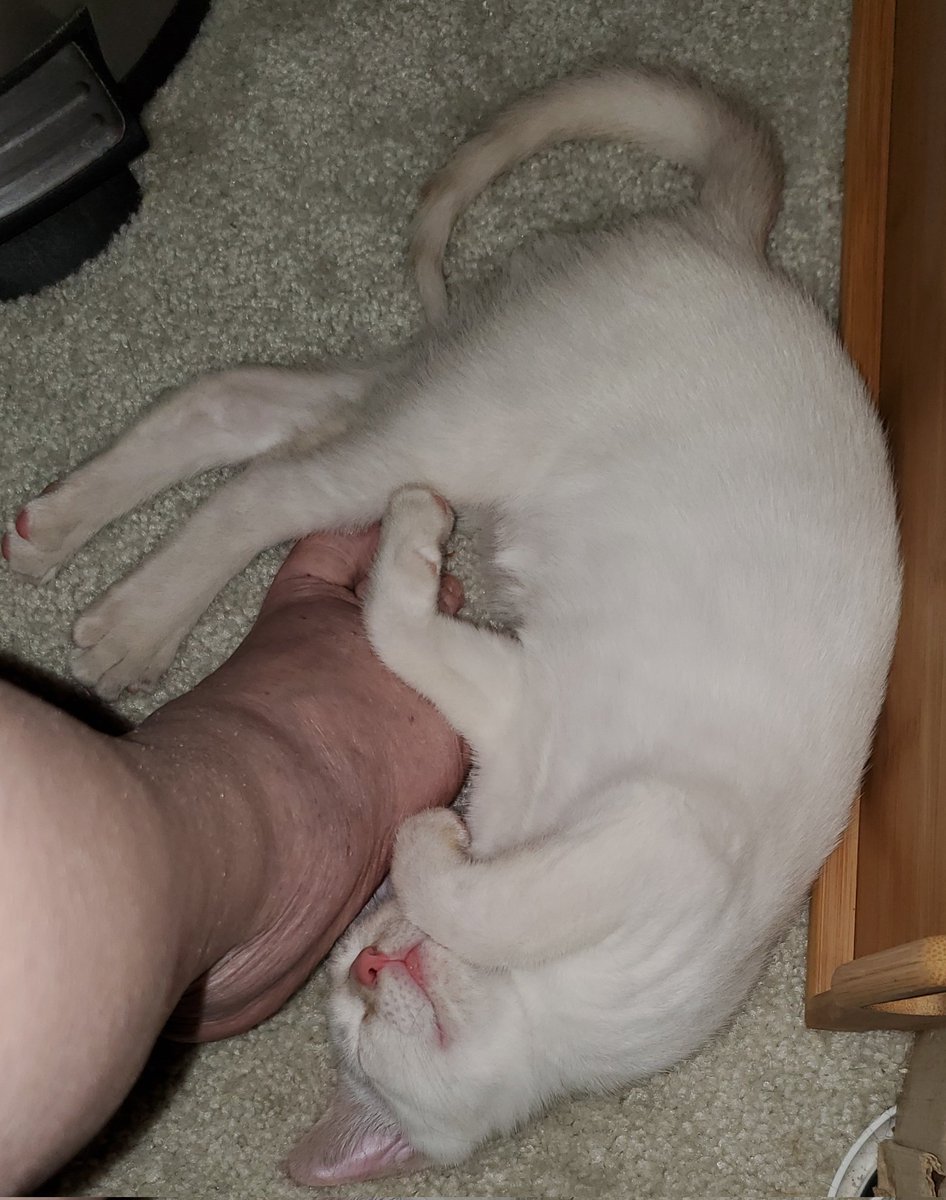 ChloeAndSy's tweet photo. Time to recharge 
Sweet dreams Beautiful Souls 😍 

#rescuekittens #KittensOfTwitter #KittensOfKick #KickStreaming https://t.co/PfUEQJwkUW