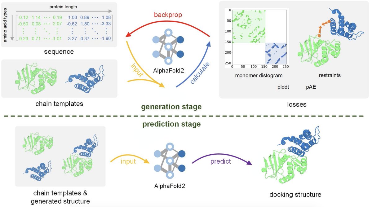 "ColabDock: inverting AlphaFold structure prediction model for protein-protein docking with experimental restraints"

Use experimental restraints as losses &amp; back-propagating to input sequences. Wonder how many sequence changes are introduced to fit data?

biorxiv.org/content/10.110…