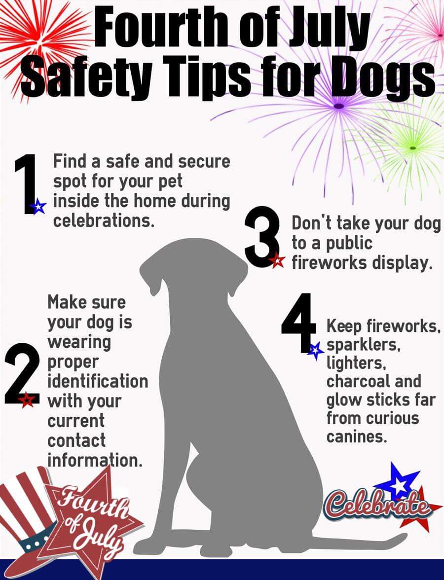 dearmrsnap's tweet photo. Protect our furry friends!😁
#ryshpan #dog #FourthofJuly2023 https://t.co/1So2nTdQ3A