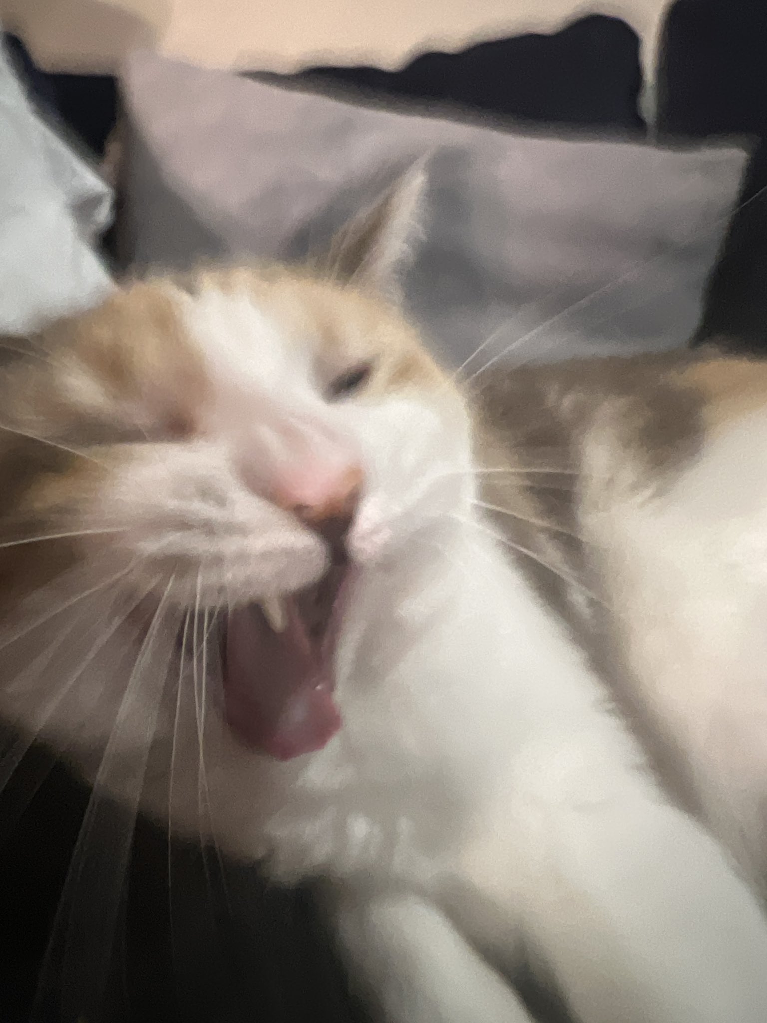 Panko A Catтащs Mom On Twitter ёяжеёяжеёяжеёяже Https T Co Sgdfzfp4ci Twitter