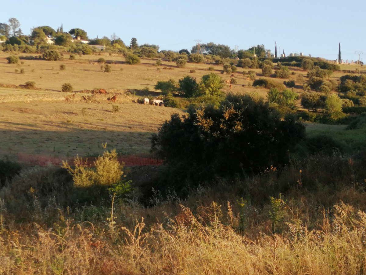 IgFC86's tweet photo. 😊🌄🎥❤️Feliz miércoles 😊🌄🎥❤️#visualeffectssociety #visualeffectss #lovevideo #internetmarketing #photography #sunset #mountains #sunsetphotography #horses #caballos #happywednesday #FelizMiercolesatodos https://t.co/7AKA7XaLBu