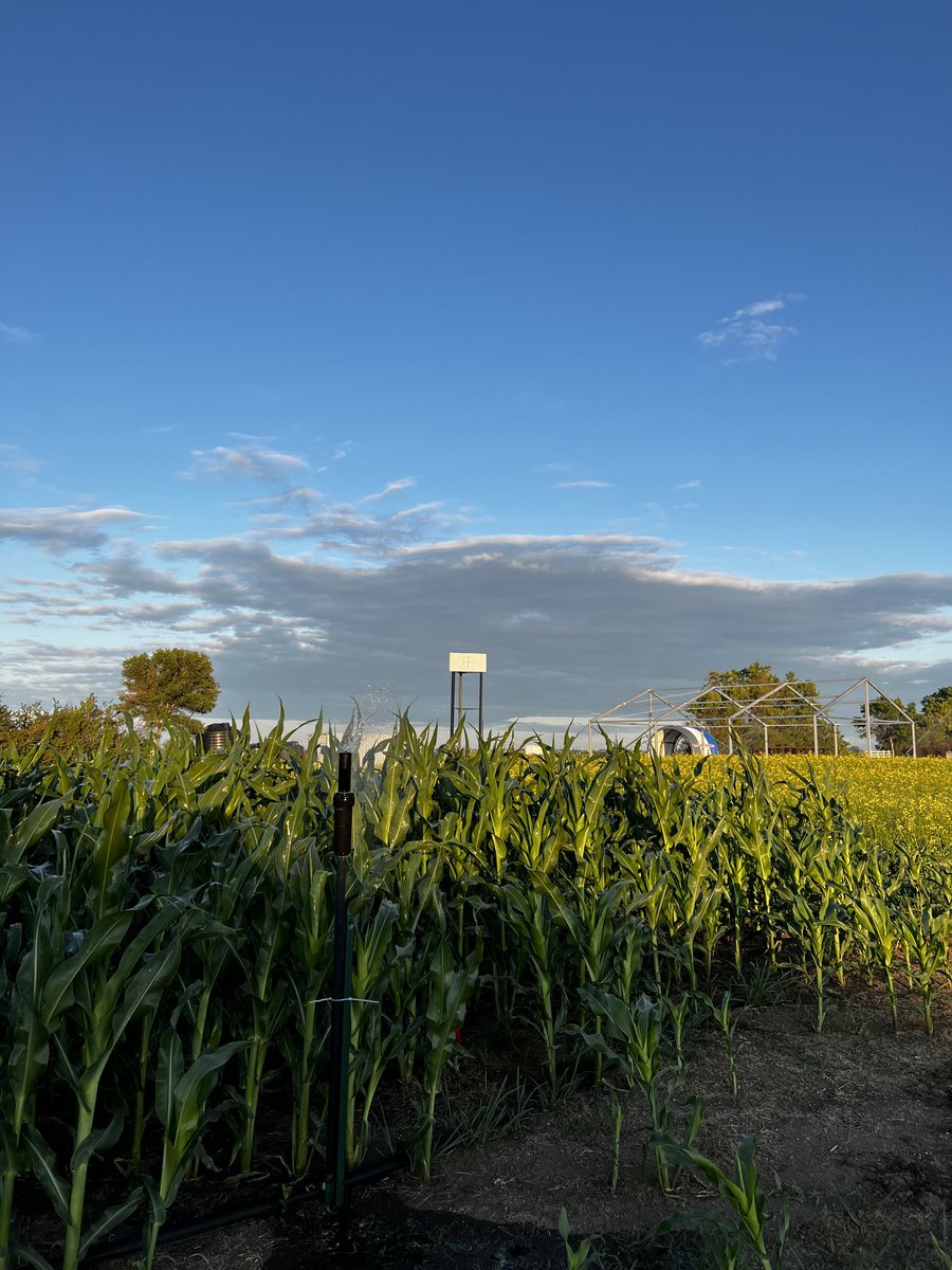 “Knee high by the 4th of July”. Made it past that. T-minus 2 weeks till ⁦<a href="/AginMotion/">Ag in Motion</a>⁩. #DKC20-46 is coming good! ⁦⁦<a href="/Bayer4CropsCA/">Crop Science Canada</a>⁩